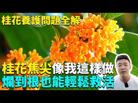 桂花種不活